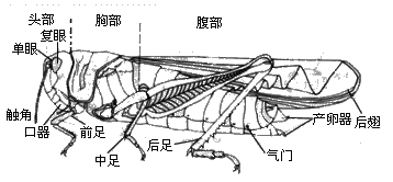 同时,还有3个单眼,仅能够感光.头部下方有一个口器,是蝗虫的取食器官.
